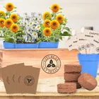 Bonsai Kit Factory Outlet High Quality Mini Bonsai Growth Kit Plant Flower Pot