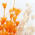 Australia Hot-Selling Natural Floral Material Dried Colorful Octagonal Flowers For Home Decor