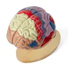 Life-Size Medical Teaching Human ResinTransparent Skull Anatomy 3d Brain Model