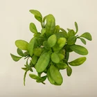 Leaf Hot Sale Best Quality Factory Supply Plants Plastic Faux Artificial Green Leaf Bonsai