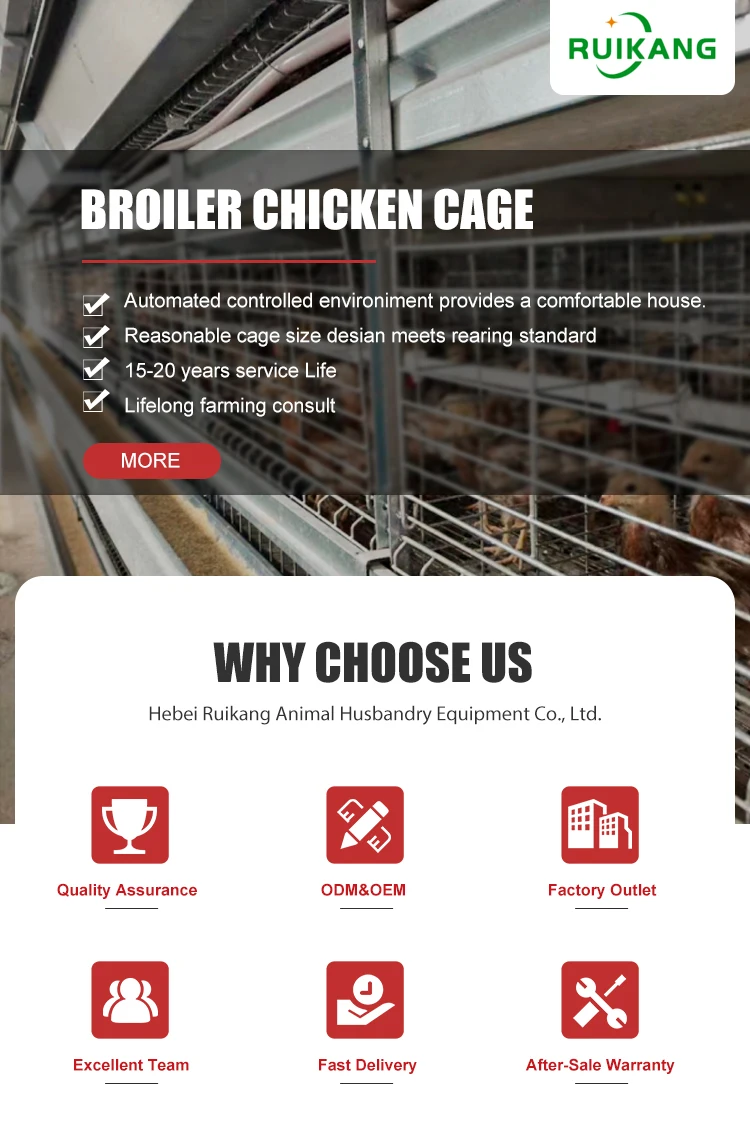 Chicken Pet Care Tips: A Comprehensive Guide for New Chicken Owners