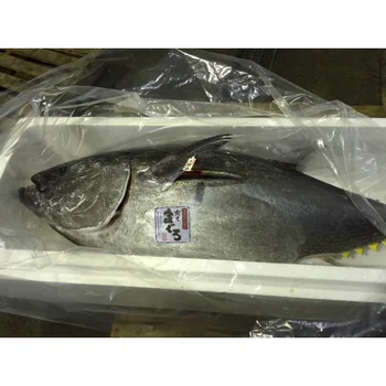 Japan supply prices whole frozen bluefin tuna fish for sashimi