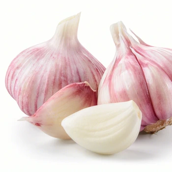 garlic new crop fresh chinese garlic for export