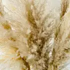 Decoration Wholesale Decoration Grass Popular Dried Flowers Large Pampas Grass For Wedding