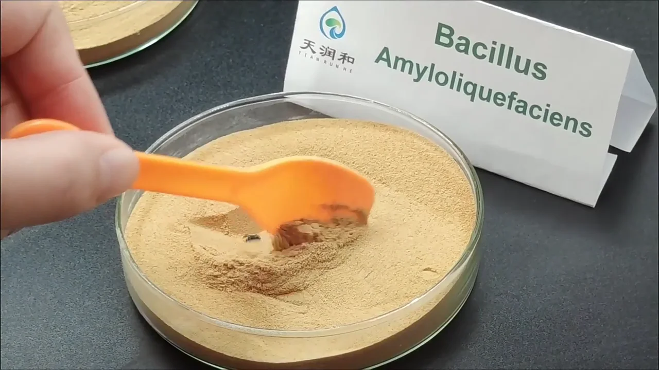 Mycorrhizal Fungi Fertilizer Bacillus Pumilus Bacillus