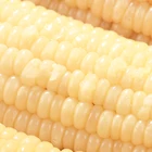 Yellow Corn Yellowcorn Production Of Fresh Yellow Corn Sweet Corn Yellow Maize Wholesale
