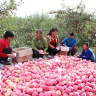 Fuji Apple Fujiapple Organic Fresh Farm Fuji Apple