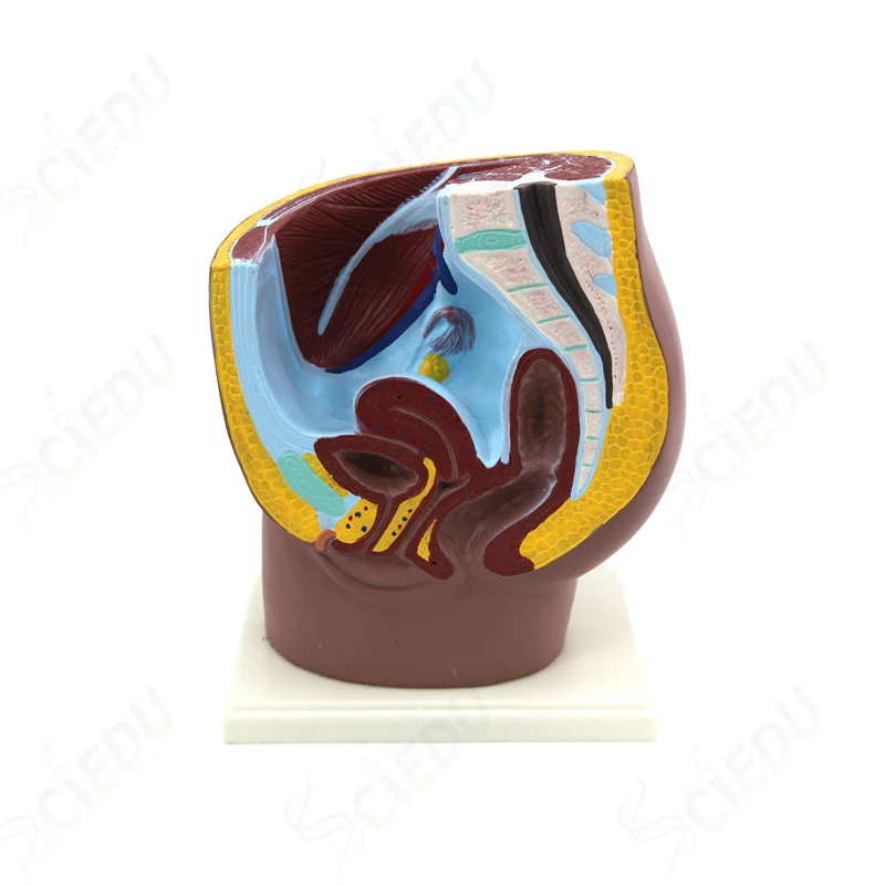 Medical Anatomical Female Pelvis Model Anatomy Female Pelvis Model