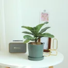 Flower Pot Nordic Simple Style Round Shape Ceramic Flower Pot With Saucer For Home Decor