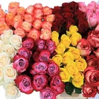 Mix Colour Real fresh cut flowers premium quality size 50 cm not preserved decorative flowers