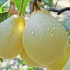 Pear High Quality With Best Price Chinese Fresh Ya Pear Fruit