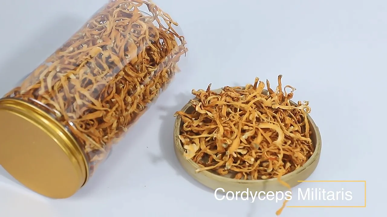 High Quality Organic Cordyceps Militaris Extract Best Natural Edible Dried Fungus Cordyceps Militaris