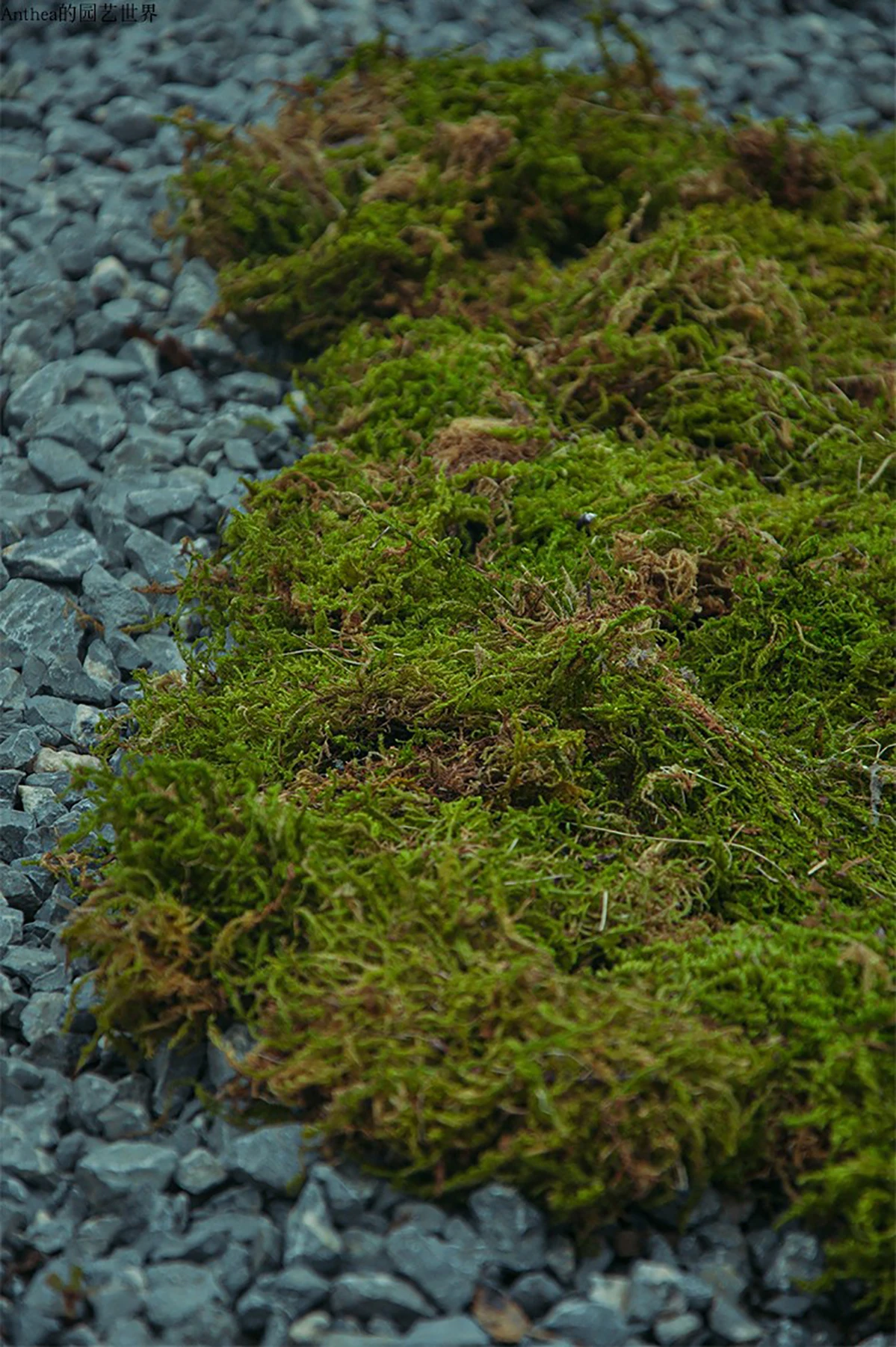 Natural Compressed Dry Moss Cool Climbing Turtle Hibernating Winter