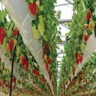 Tunnel Farming Singlespan Tunnel Greenhouse With Irrigation And Hydroponic Growing System