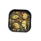Plant Plants Wholesale Cheap Online Lithops Plant Succulents Wholesale Live Plants With Orange Spots