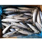 Mackerel Fish High Quality Mackerel And Sardine Fish