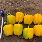 Seeds Yellow Pepper Vegetable Seeds Long Blocky Hybrid F1 Yellow Sweet Pepper Seeds