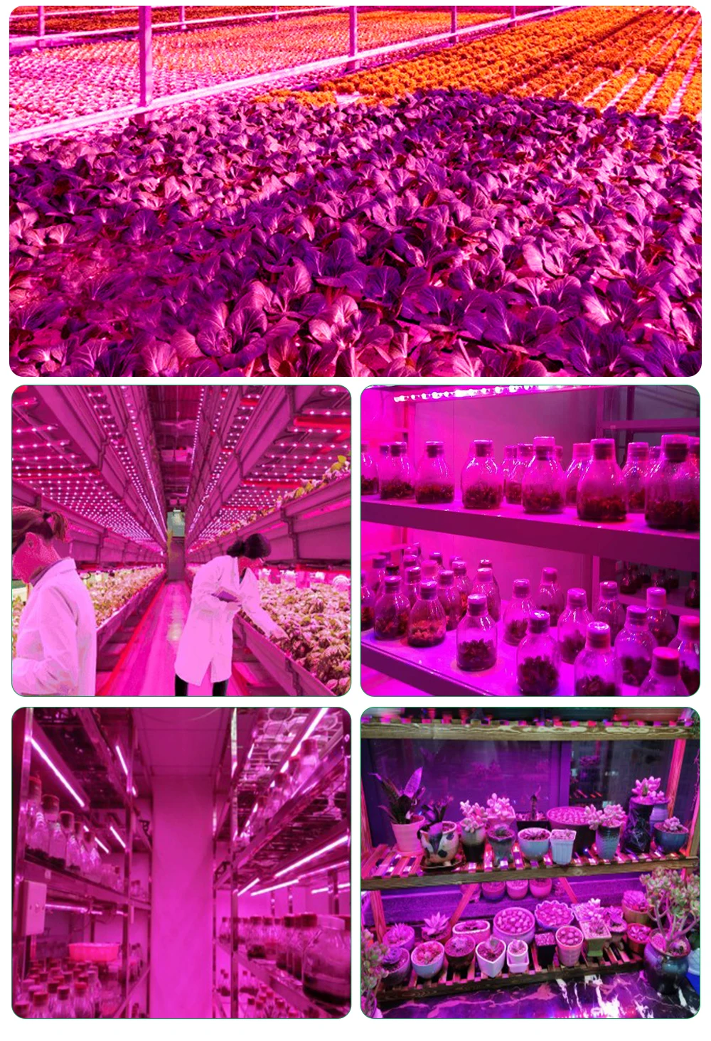 LED Full Spectrum Phyto Lamp Plants Flowers LED Greenhouse Grow Light Strip