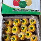 Chinese Fresh Capsicum/Fresh Bell Pepper/sweet Pepper Yellow /red/green +8613953636519