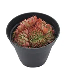 Plants Plant All Colors Succulent Plants Live Echeveria Potted Tropical Rare Plants Live Haworthia Succulent Plant