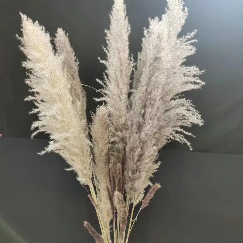 2023 New Arrivals Natural Decorative Flowers Pampas Grass Reed Flowers