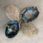 Abalone Shell Hot Popular Factory Wholesale Price Abalone Shell