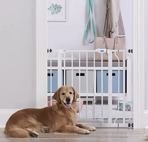 gate for dogs with door