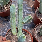 Bonsai Bonsai 15-25CM Wholesale Low Price High Quality Cactus Natural Live Plants Bonsai