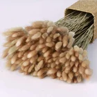 Preserved Florals DIY Floral Arrangement Floral Filler Preserved Lagurus Preserved Bunny Tails For Home Decoration