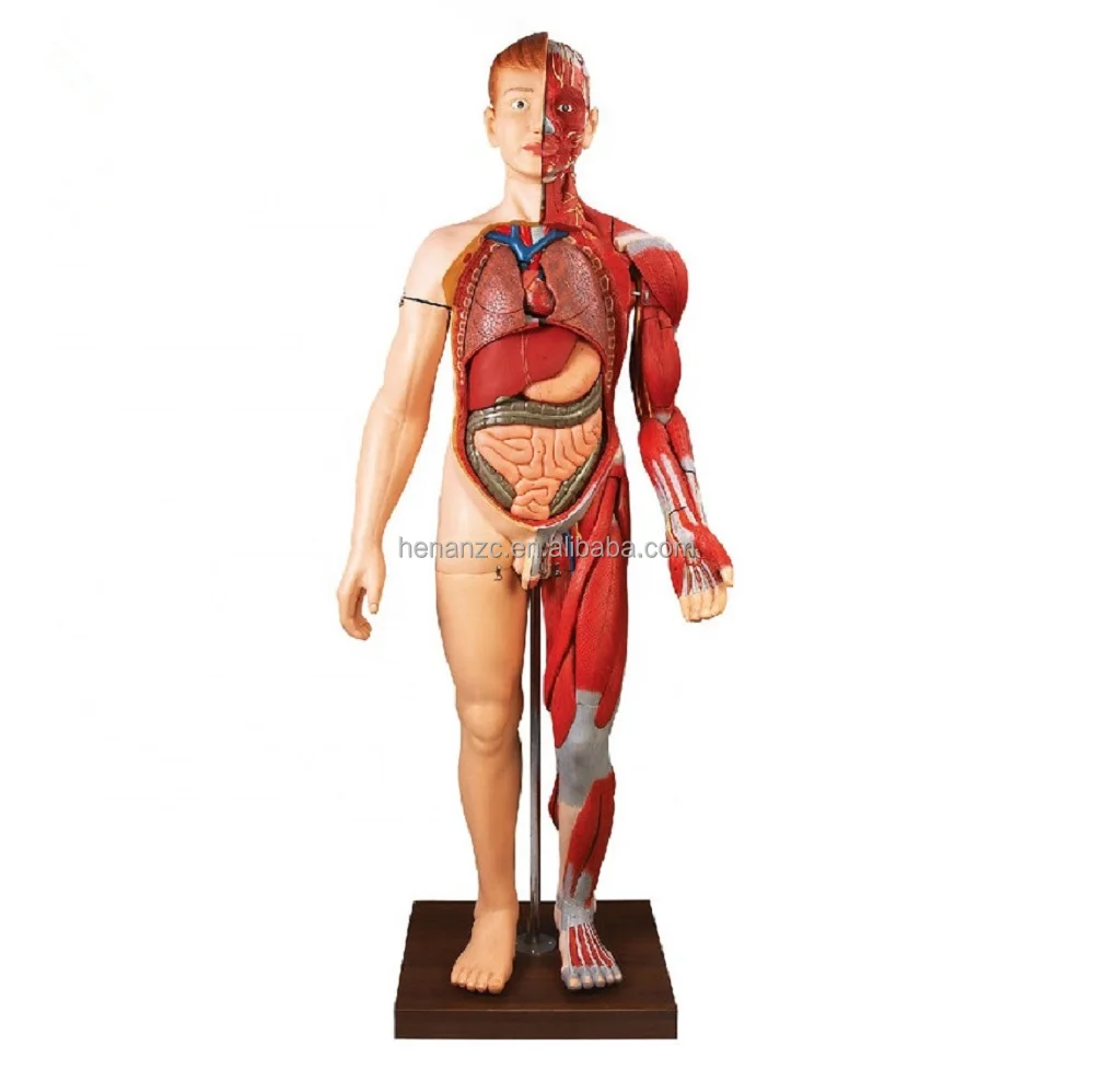 The Dissection Model Of Genital Organs Gradation Parts Buy