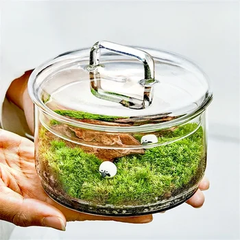 Micro Landscape Moss Plants Glass Bottle With Lid Fresh Green Moss Potting Glass Terrarium Creative Bonsai Plants Indoor Decor