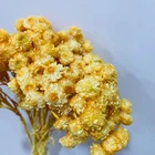 Most Popular Floral DIY Materials Preserved Helichrysum Chrysanthemum For Decoration