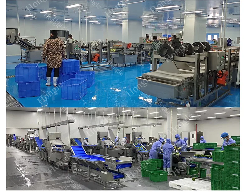 Fruits and Veggies Packing Machine Full Multi-Function Brush Organe Carrot Orange Sorting Washing Waxing Green Onion Cutter Line supplier