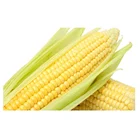 Corn Corn New Crop Yellow Corn For Animal Feed Fresh Sweet Corn Yellow Corn