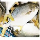 Frozen Golden Pompano 300-400g 400-500g 600-800G