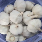 Shandong Jinxiang Fresh Garlic Pure White 4.5/5.0/5.5/6.0/6.5cm
