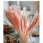 Wholesale High Quality Wholesale Multi Color Natural Small Dried Pampas Grass