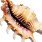 Polished Shell Polished Natural Polished Beach Scorpion Conch Shell Natural Color Seashell For DIY Craft Bulk Seashells
