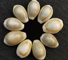 Pearl Shell High Quality Rare Natural Gemstone Healing Folk Crafts Pearl Big Sea Clam Shell Decor