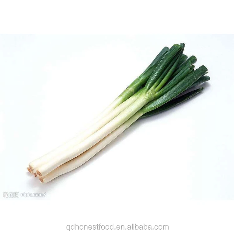 quality delicious fresh green onion/fresh welsh onion for sale
