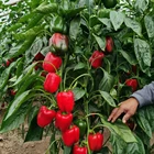 Seeds Yellow Pepper High Yield Vegetable Seeds Long Blocky Hybrid F1 Yellow Sweet Pepper Seeds