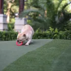 Rubber Toy Spiky And Rope Red TPR Rubber Ring Durable Chew Dog Toy