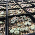 Plant Hot Selt Colorful New Style Miracle Grow Live Plant Mini Lithops Succulent Conophytum