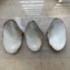 Sea Shells Craft Empty Cleaned Natural Unpolished Sea Shells Raw Material For DIY Hand Craft