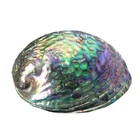 Abalone Hot Sale Modern Home Craft Handmade Mexican New Zealand Abalone Shell Pieces For Crafts