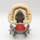 Model Demonstration Model Of Tooth Care Dental Teaching Model