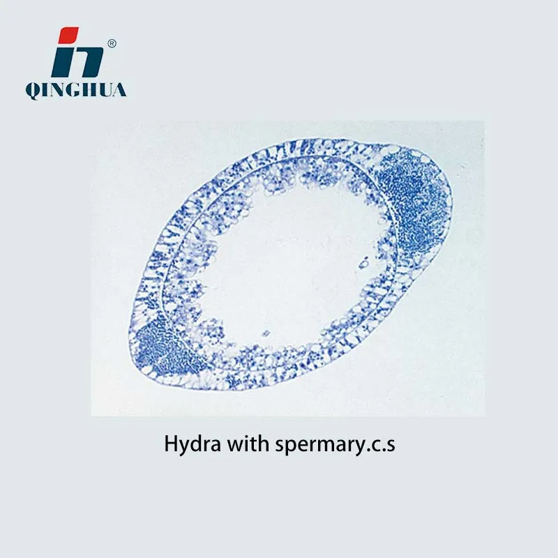 Microscope Slide Section of Hydra with Speimary.c.s Educational Slide Section Slides