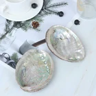 Abalone Shell Wholesale Abalone Shell Smudging China Sea Unpolished Abalone Shell