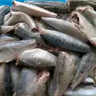 Seafood Mackerel High Quality Frozen Round Scad Seafood Fish Frozen Mackerel HGT