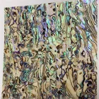 Abalone Shell Abalone Decoration Paua Shell Sheets Floor Plate Clam The Fan Soft Shell Paper